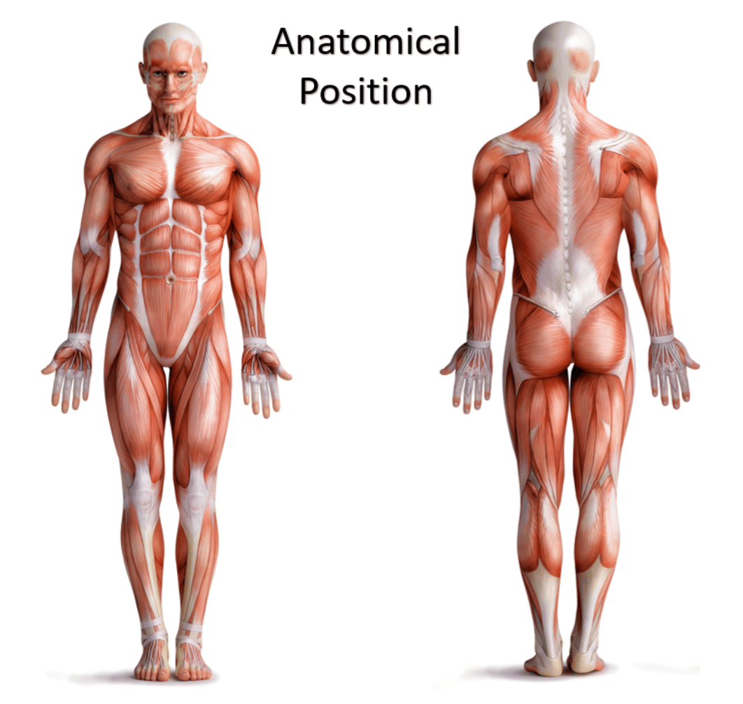 Screen Shot 2022-06-19 at 10.12.32 AM anatomical position