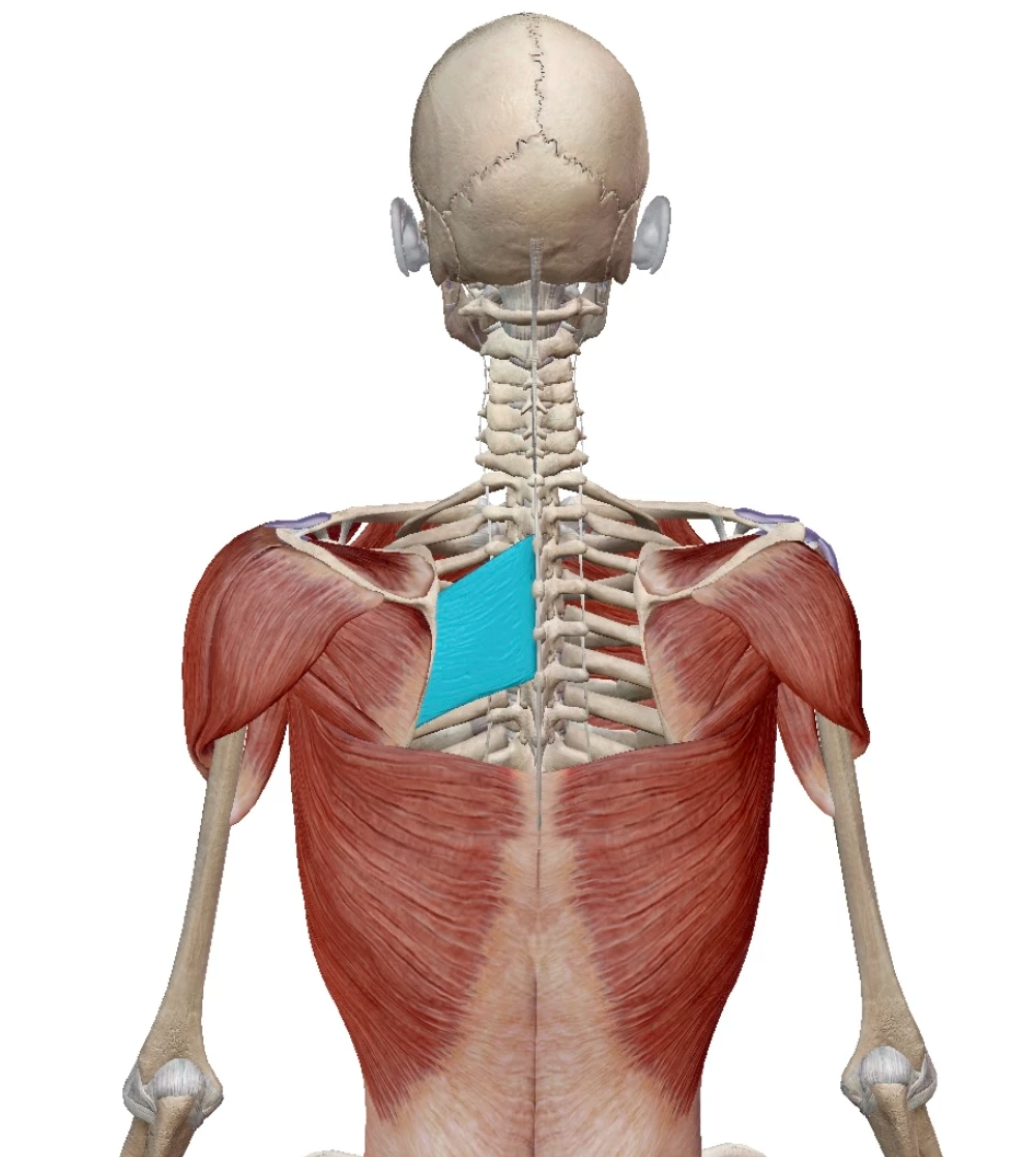 Screen Shot 2022-06-19 at 10.12.39 AM rhomboid muscle