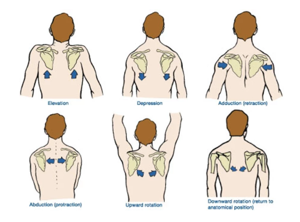 Screen Shot 2022-06-19 at 10.13.07 AM different positions of the shoulder blades