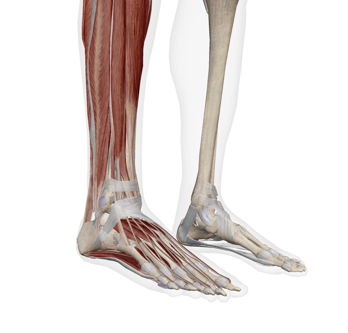 ankle sprain anatomy ankle sprain anatomy