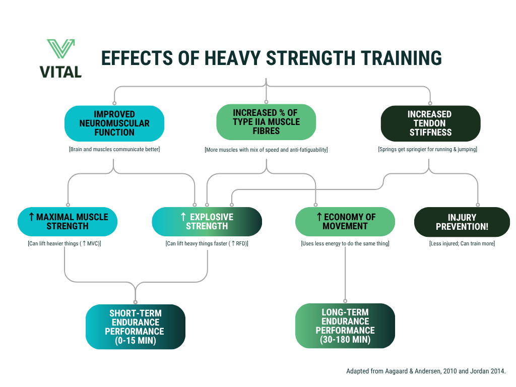 graph flow chart effects of heavy strength training graph flow chart effects of heavy strength training
